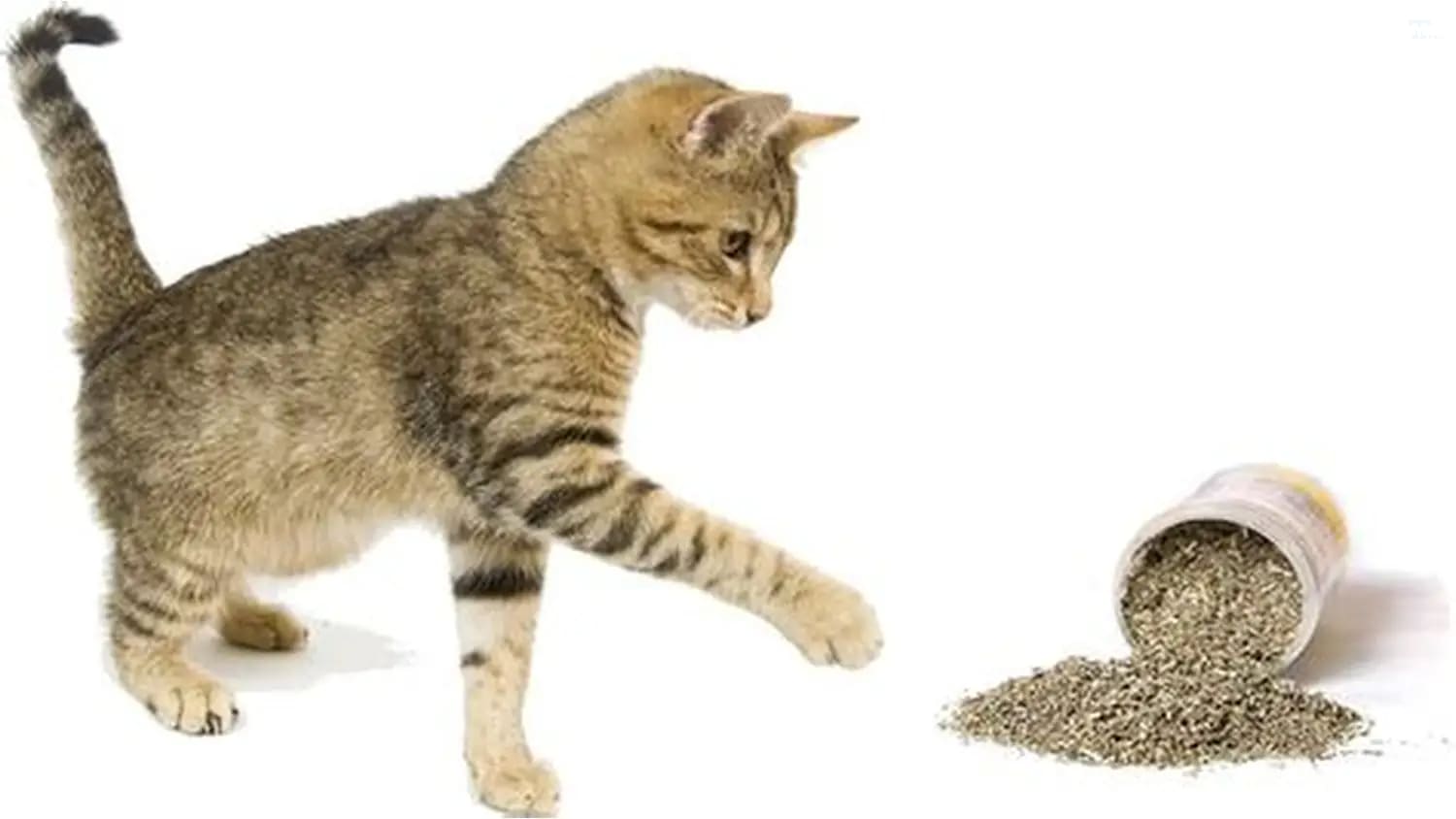cách sử dụng cỏ mèo khô