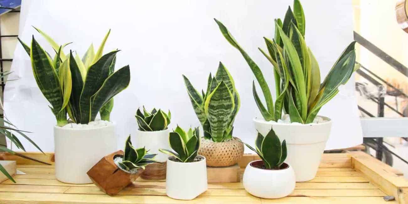 vật phẩm mang lại may mắn tài lộc